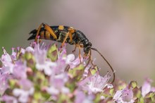 Der gefleckte Schmalbock