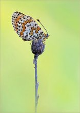 *Melitaea didyma*