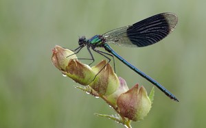 Gebänderte Prachtlibelle