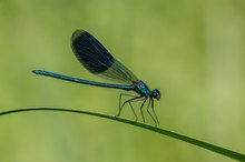 Gebänderte Prachtlibelle (Männchen)