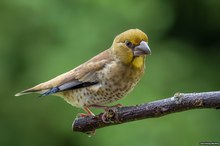 Nachwuchs beim Kernbeisser