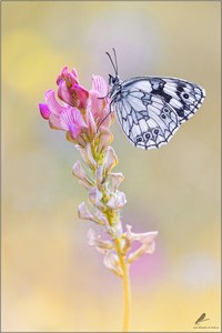 Melanargia galathea