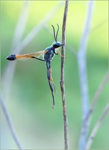 *Ammophila sabulosa*