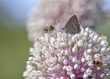 kleiner Besuch in meinem Garten