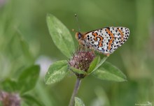 Roter Scheckenfalter