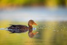Stockente