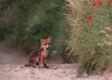 Fuchs bei der Mäusejagd