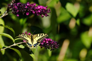 Schwalbenschwanz auf Sommerflieder