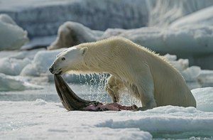 Eisbär mit Robbenhaut