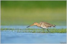 Uferschnepfe (Limosa limosa)