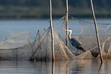 Der Fischreiher