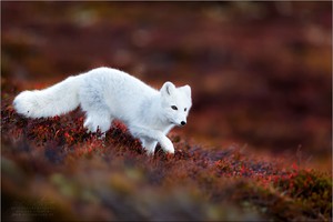 Polarfuchs - Arctic Fox