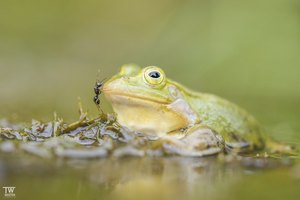 Gefährlicher Hügel?