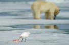 Elfenbeinmöwe Ivory Gull ( Pagophila iburnea )