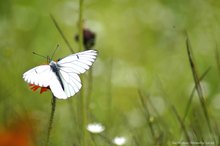 Schmetterling tankt Nektarcoktail..