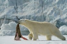 Eisbär mit Robbenhaut