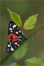 Schönbär (Callimorpha dominula)