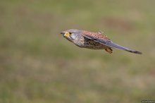 Turmfalke im Vorbeiflug