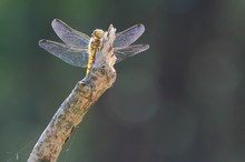 Weibchen des Großen Blaupfeils