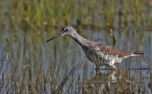 Gelbschenkel (Tringa melanoleuca)