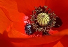 Mohn in Harmonie