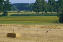 Spreewaldlandschaft mit Kranichen - Juli 2018