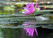 Nymphaea lotus