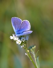 Noch ein Bläuling, diesmal mit der blauen Innenseite