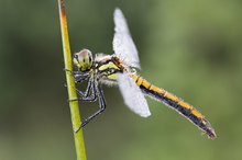 Schwarze Heidelibelle