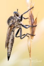 Schlichte Raubfliege (Machimus risticus) im letzten Licht