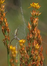 Zwischen ver blühenden Moorlilien (Beinbrech)...