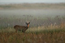 Morgenstimmung im Kiskunsagi Nationalpark