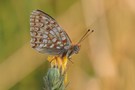 Mittlerer Perlmutterfalter, Argynnis (Fabriciana) niobe.