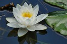 Wilde Seerose