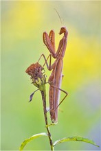 Mantis religiosa