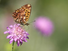 Natterwurz-Perlmuttfalter