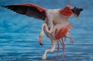 Flamingoliebe
