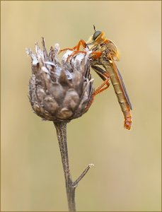 *Stenopogon sabaudus_3*