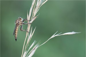 "das Riesen Vieh"