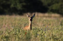 Ricke im Feld