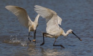 ,,Friss mir ja nicht mein Futter weg!´´