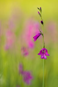 Sumpfgladiole(n)