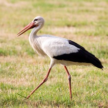 Storch im Quadrat