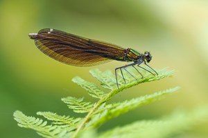 ein Weibchen der gebänderten Prachtlibelle,