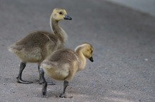 Kanadagans (Branta canadensis), Canada goose