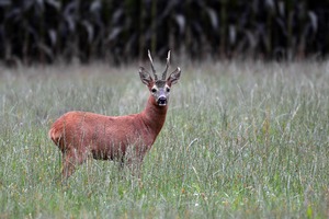 Schon recht früh hat in diesem Jahr die Blattzeit der Rehe angefangen.