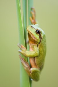 Laubfrosch