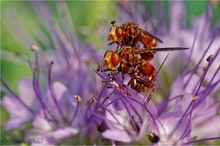 Gemeine Breitstirnblasenkopffliege (Sicus ferrugineus)