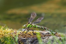 Eiablage der Blaugrünen Mosaikjungfer