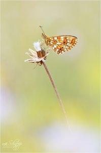 ~ Boloria selene ~